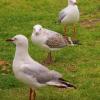 Nos copines les Mouettes